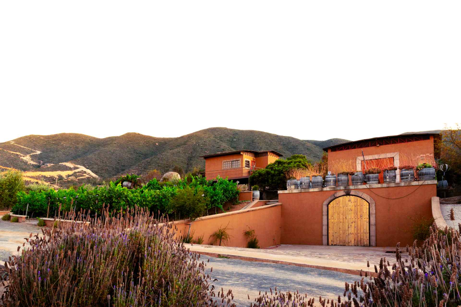 Vinos Tres Valles